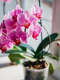 Sve što trebaš znati kako ti orhideja više nikad ne bi uvenula